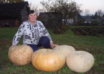 Paulina Mačionienė užaugino moliūgus, sveriančius net 50 kilogramų