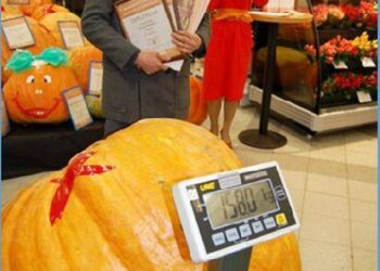 Povilo Patumsio užaugintas moliūgas rekordininkas svėrė 158 kilogramus.
