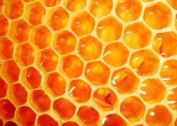 Medus naudojamas daugeliui ligų gydyti, bet dėl antibiotikų jis gali ir pakenkti.