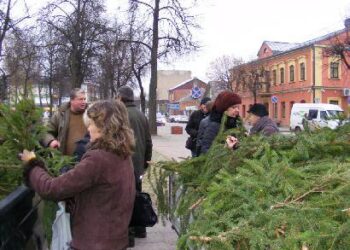 Kai kurių anykštėnų namus papuoš miškininkų dovanotos eglės šakos.