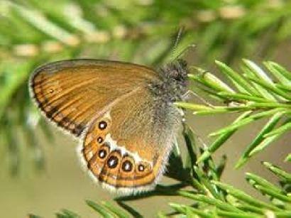 Rudakis satyriukas - viena iš saugomų drugelių rūšių