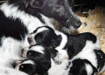 Kol kas mažyliams visą pasaulį atstoja mama... Jono JUNEVIČIAUS nuotr.