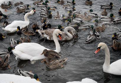 Neužšalusioje upės vietoje buvo ančių sausakimša...