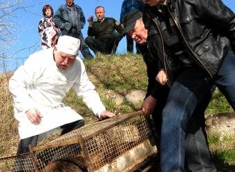 Į Kalvelius atklydęs bebras dvi savaites pagyvenęs Anykščių maisto ir veterinarijos tarnybos viešbutyje išleistas į Šventąją. Autoriaus nuotr.