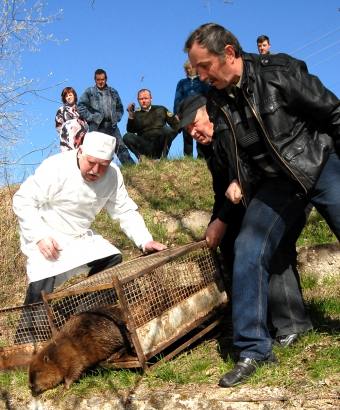 Į Kalvelius atklydęs bebras dvi savaites pagyvenęs Anykščių maisto ir veterinarijos tarnybos viešbutyje išleistas į Šventąją. Autoriaus nuotr.