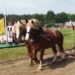 Naujas šiųmetės šventės „Bėk bėk, žirgeli“ akcentas – Lietuvos sunkieji arkliai