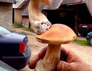 Per didįjį baravykų dygimą labai retai vienas kitas toks pasitaiko, tačiau dabar baravykams dygti dar ne pats geriausias metas. Viliaus Rasinsko nuotr.