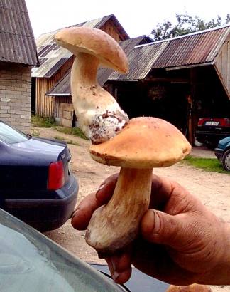 Per didįjį baravykų dygimą labai retai vienas kitas toks pasitaiko, tačiau dabar baravykams dygti dar ne pats geriausias metas. Viliaus Rasinsko nuotr.