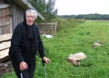 Šovenių kaimo gyventojai Genovaitei Palavenienei Lietuvos medžiotojai padovanos avis.