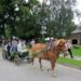 Atjautos dieną Arklio muziejaus Niūronyse veteranei kumelei Sigutei, kuri lygiai prieš 10 metų pasižymėjo kaip nesutramdoma artojų varžybų dalyvė, irgi priklausys laisvadienis – turistų vežimėliu ji, matyt, nevežios. T. Kontrimavičiaus nuotrauka.