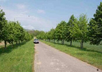 Ši liepų alėja iš 120 medelių J. Tumo-Vaižganto gimtajame kaime buvo pasodinta B. Kazlausko iniciatyva kanauninko ir rašytojo 120-ojo gimtadienio proga, dabar žaliuodama ji primena ir Vaižgantą, ir jo tradicijų tęsėjus. Vytauto Bagdono nuotrauka.