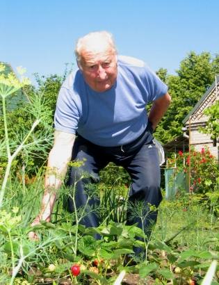 Gydytojas B. Šimkūnas, senatvėje mėgęs daržininkystę. T. Kontrimavičiaus nuotrauka.