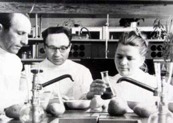 Anykštėnai bendražygiai mokslininkai agronomai (iš kairės) Jonas Mikalajūnas, Antanas Puodžiukas ir Ona Simanavičienė apie 1970 m. Elmininkų laboratorijoje. Antano Puodžiuko asmeninio albumo nuotrauka.