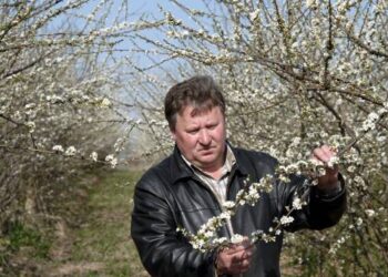 ŽŪB „Anykščių vaismedžiai“ vadovas Juozas Petraitis neabejoja, kad dėl šalnos dalis pajuodusių  obelų žiedų iškris, dėl ko mažės obuolių derlius.Jono JUNEVIČIAUS nuotr.