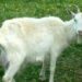 Ožio dienos ritualui tinka tik pats šviesiausias, pats balčiausias ožys. www.agrolietuva.lt nuotrauka.