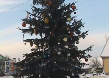 Svėdasiškių Kalėdų eglė 2012 metais.