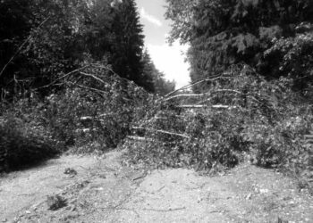 Tokie kelius, kaip šis Troškūnų girininkijoje, užtvėrę medžiai Anykščių miškuose buvo pavieniai, tačiau jie gali kelti pavojų Autoriaus nuotr.