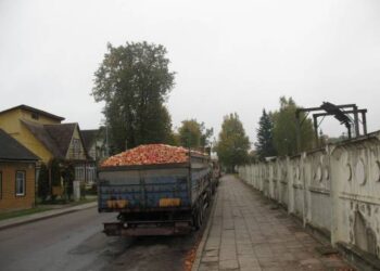 Prie 'Anykščių vyno" - sunkvežimių su obuoliais eilės. Vidmanto ŠMIGELSKO nuotr.