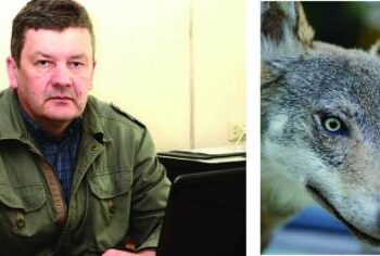 Lietuvos medžiotojų ir žvejų draugijos Anykščių skyriaus valdybos pirmininkas, medžioklės žinovas Rimantas Pečkus dėsto, kad  mūsų rajone medžioja mažiausiai dvi vilkų šeimynos. Vilkų populiacija auga, jiems maisto laukinėje gamtoje mažėja, todėl tikėtina, kad ateinančiais metais plėšrūnai dar labiau terorizuos naminius gyvulius.