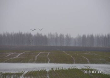 Pačios pirmosios grįžusios gervės Budrių k. (Kavarsko sen.).  Į Lietuvą grįžusių gervių vis daugiau.  Autorės nuotr.