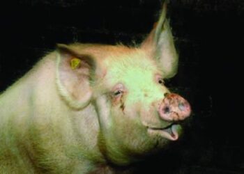 Ūkininkų tvartuose vėl kriuksės kiaulėsJono Junevičiaus nuotr.
