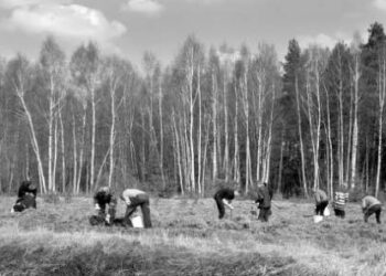 Miško sodinimo talka 2003 – iųjų balandžio 22 – ąją Mickūnų girininkijoje.