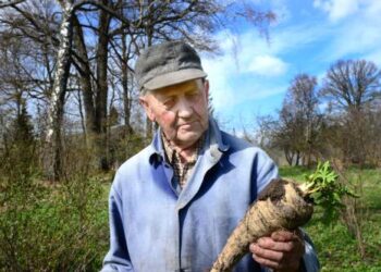 Balandžio 30 – ąją 84 – ąjį gimtadienį švęsiantis Bronius Karvelis pasikasa pastarnokų ir sako, kad juos valgyti  sveika.