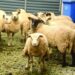 Praėjusį savaitgalį ir savaitės pradžioje vilkai išpjovė 28 Anykščių rajono ūkininkų avis.