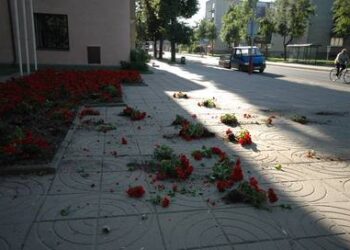 Gėlės prie savivaldybės pastato buvo išrautos ir išmėtytos su žemės gabalais.