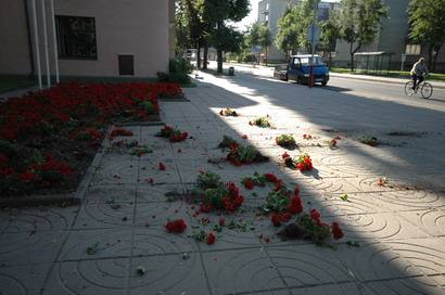 Gėlės prie savivaldybės pastato buvo išrautos ir išmėtytos su žemės gabalais.