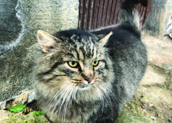 Vairuotojų gatvės daugiabučio namo kieme gyvenantis katinas ieško naujų namų.
