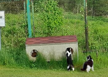 Anykščių rajono savivaldybė mieste įrengė keturias bešeimininkių kačių šėrimo vietas. Viena jų - prie Anykščių ligoninės.