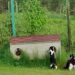 Anykščių rajono savivaldybė mieste įrengė keturias bešeimininkių kačių šėrimo vietas. Viena jų - prie Anykščių ligoninės.