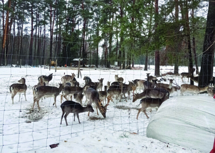 Iš Romo Budreikos danielių bandos po šunų išpuolio išgyveno mažesnė jos dalis.