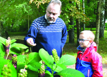 Buvęs Anykščių rajono meras Sigutis Obelevičius yra ne tik botanikas, politikas, biologijos mokytojas ekspertas, keturių vaikų tėtis ir keturių anūkų senelis. Traupio botanikos sode jis su anūku Mykolu.