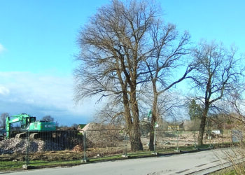 Anykščių rajono savivaldybė išgirdo gyventojų prašymus šių medžių nepjauti.  Bus nupjautas tik vienas, avarinės būklės medis.