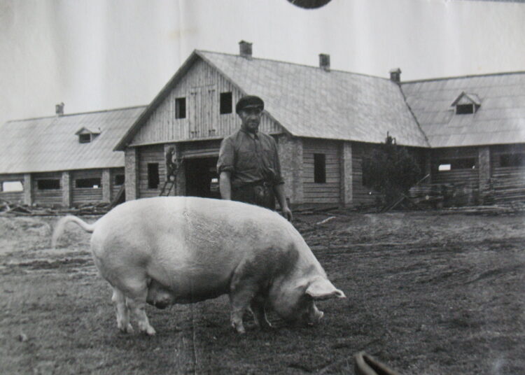 Didelis kiaulis ir mažas žmogus. Vaizdelis prie Butėnų kiaulių fermos.		    Nuotr. iš Raimondo GUOBIO albumo.