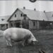 Didelis kiaulis ir mažas žmogus. Vaizdelis prie Butėnų kiaulių fermos.		    Nuotr. iš Raimondo GUOBIO albumo.