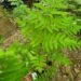 Karališkasis papartis (Osmunda regalis)