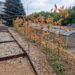 Anykštėnai baisisi džiūstančiais jaunais augalais ir skundžiasi, kad apie Ramybės mikrorajono atnaujinimo projektą nėra išsamesnės informacijos.