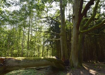 Neseniai audros palaužtas Elmės ąžuolas gali tapti "Lietuvos metų medžiu".
Aukštaitijos saugomų teritorijų direkcijos nuotr.