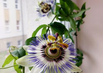 Pasiflora. Kavarsko bibliotekos nuotr.