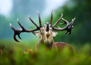 Traupio medžiotojų klubo pirmininkas Ričardas Šlenys tikino, kad taurusis elnias buvo sumedžiotas ne brakonieriaujant, o netyčia. Asociatyvi nuotr. Kauno Tado Ivanausko zoologijos muziejaus nuotr.