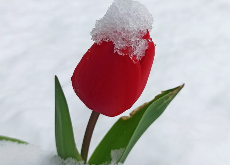 Sniegas „karūnavo“ gėles.