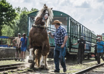 „Bėk bėk, žirgeli!“ šventės išvakarėse Lietuvos sunkiųjų veislės arkliai išbandė jėgas tempdami siauruko vagonus. Trijų vagonų sąstatą 11 metų Gafalui išjudinti sekėsi sunkiai.          Jono JUNEVIČIAUS nuotr.