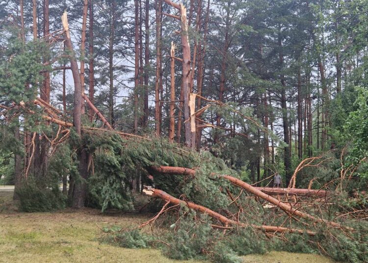 Anykščiuose, Pušyno mikrorajone, vėjas per pusę nulaužė daugybę pušų.
