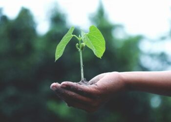 Asociatyvi nuotrauka (pexels.com)
