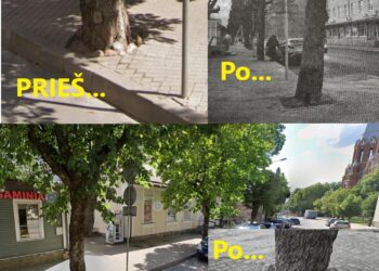 Nesulaukęs reikalavimo iš savivaldybės specialistų palikti daugiau vietos medžių šaknims, rangovas juos užtrinkelizavo pagal sovietmečio epochos „istorines“ tradicijas.