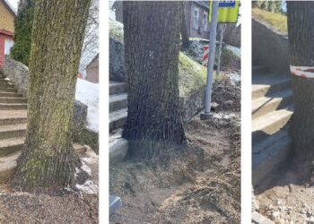 Štai taip buvo atkastos Vilniaus gatvėje, šalia Anykščių laidojimo namų, augančio medžio šaknys. Anykštėnai baiminasi, kad medis neišgyvens.