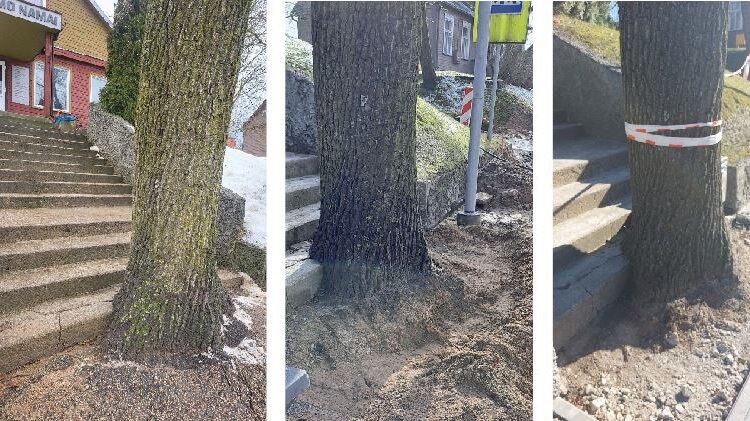 Štai taip buvo atkastos Vilniaus gatvėje, šalia Anykščių laidojimo namų, augančio medžio šaknys. Anykštėnai baiminasi, kad medis neišgyvens.
